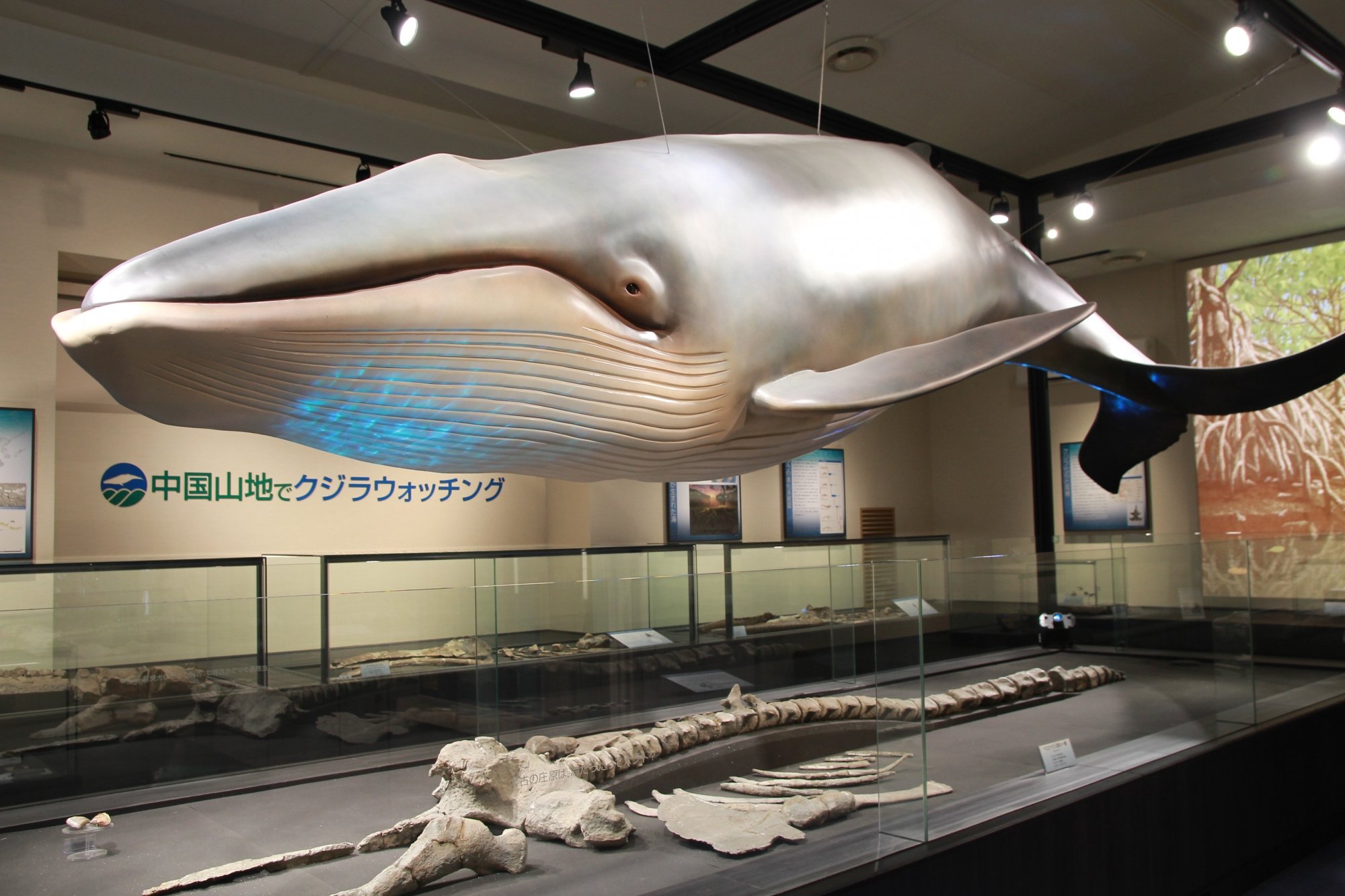 🏛️ 쇼바라 시립 히와 자연과학박물관(쇼바라시리츠 히와시젠카가쿠하쿠부츠칸) 이미지 1